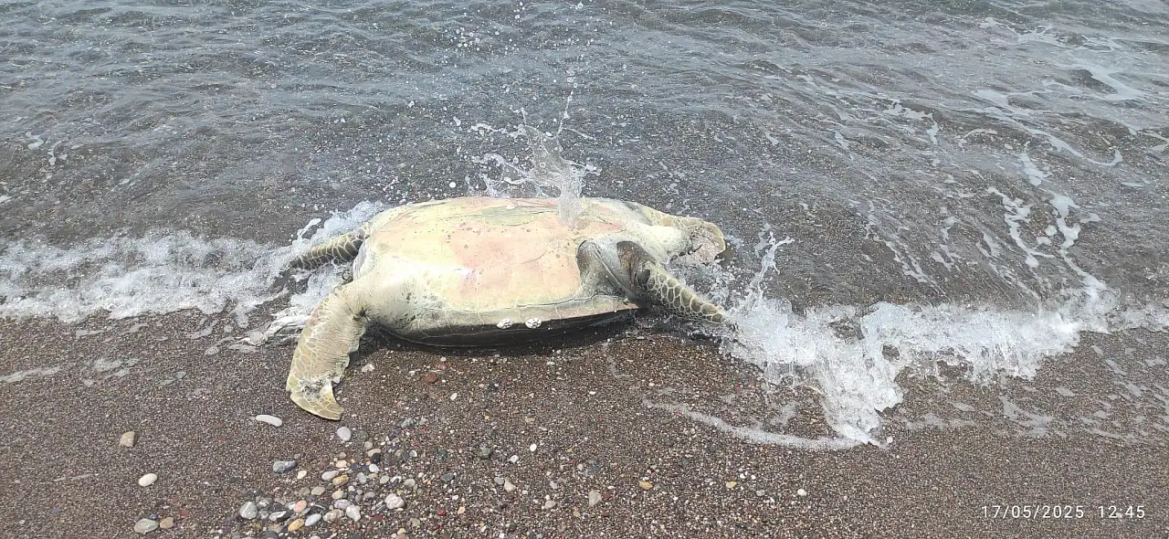 Datça sahilinde ölü caretta caretta bulundu