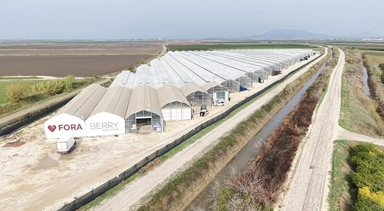 Yapay zeka destekli topraksız serada üretilen çilek 7 ülkeye ihraç edildi