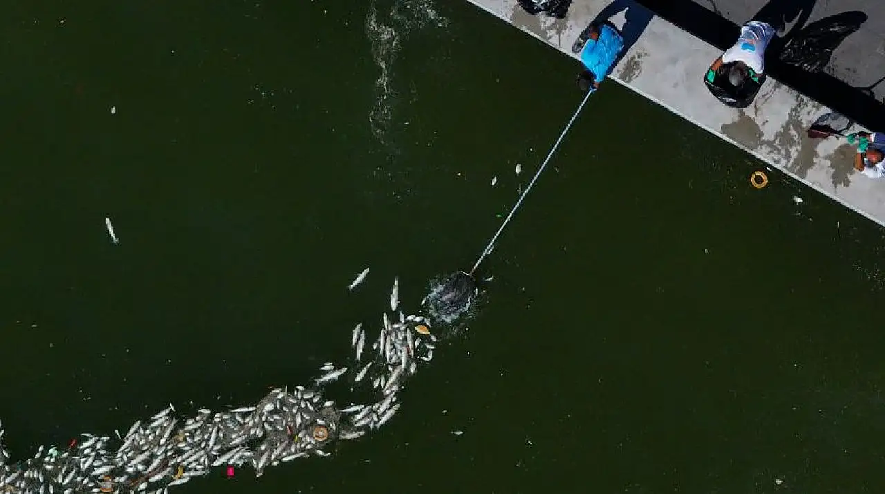 İzmir Körfezi'nde balık ölümleri sürüyor