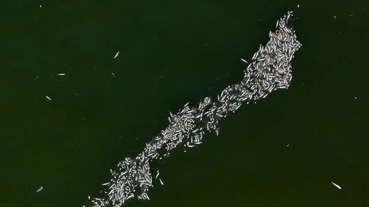 İzmir Körfezi'nde balık ölümleri sürüyor