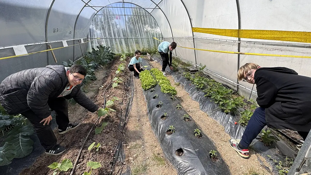 Bodrum'da 'Okuldaki Çiftlik Projesi' kapsamında hasat yapıldı