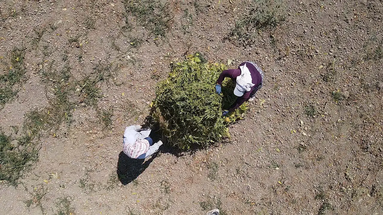 Gökova Körfezi'nin kıyılarında, aromasını 'Deli Memet' rüzgarından alan susamın üretimi arttı