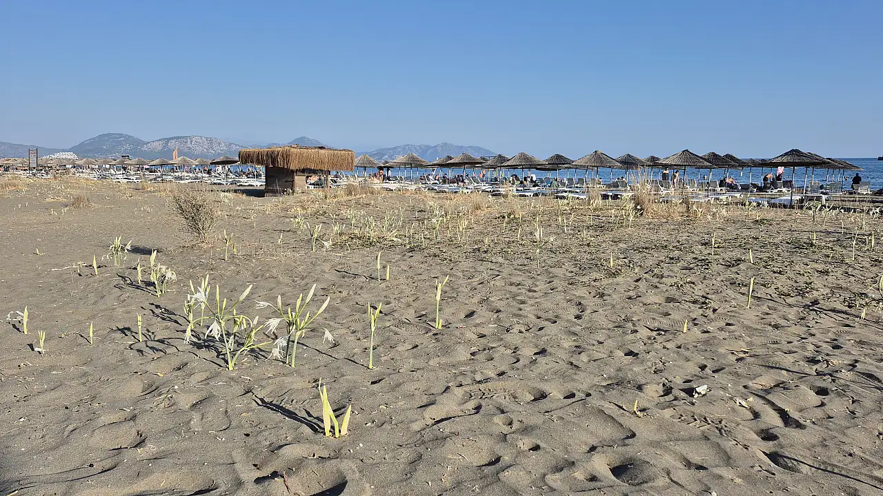 Muğla'da 'kum zambakları' sahilleri süslemeye başladı