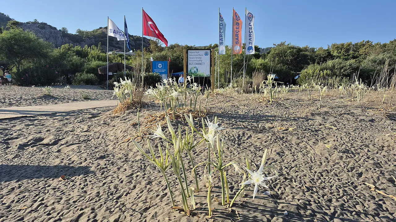 Muğla'da 'kum zambakları' sahilleri süslemeye başladı