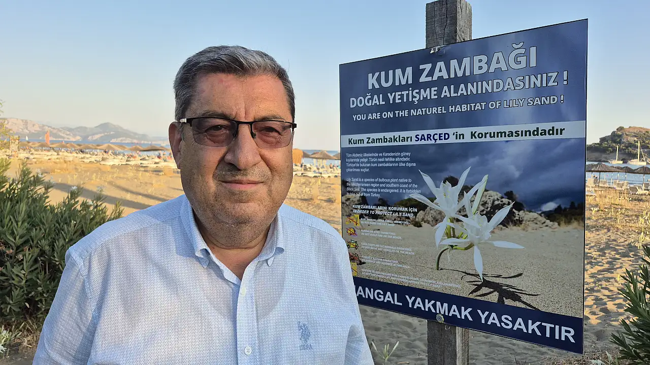 Muğla'da 'kum zambakları' sahilleri süslemeye başladı