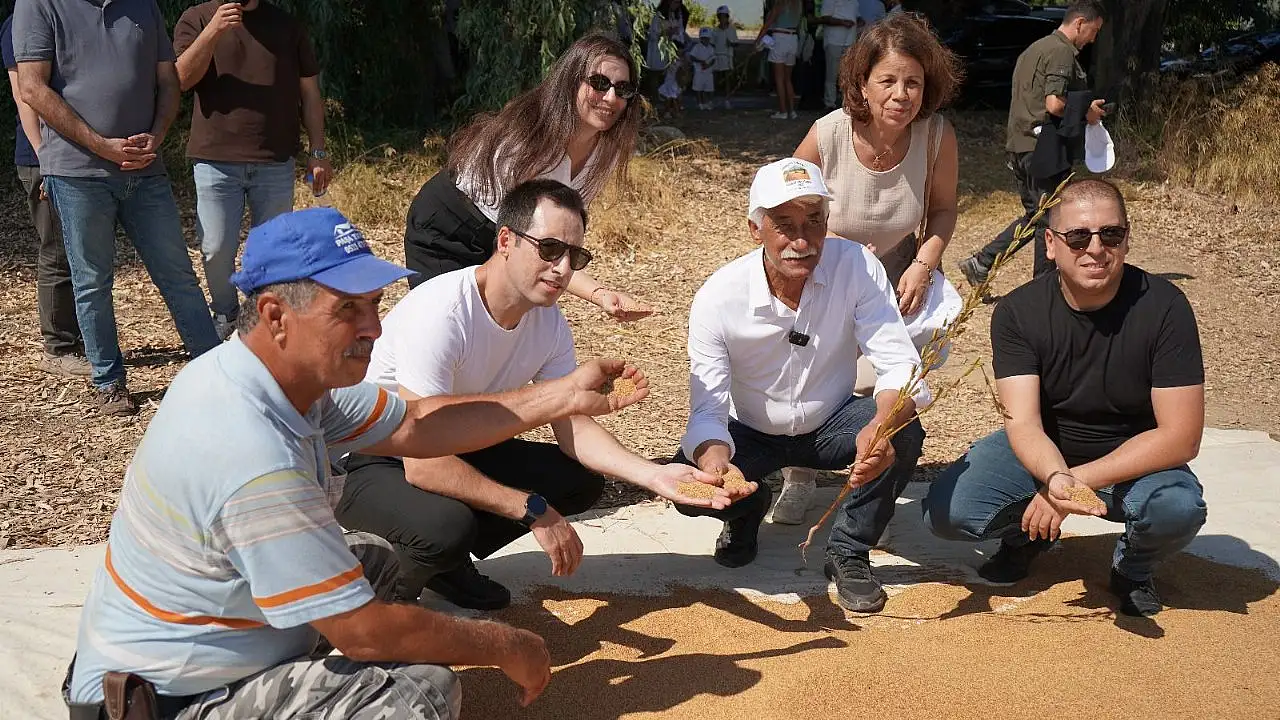 Muğla'da coğrafi işaretli Gökova susamı hasat edildi