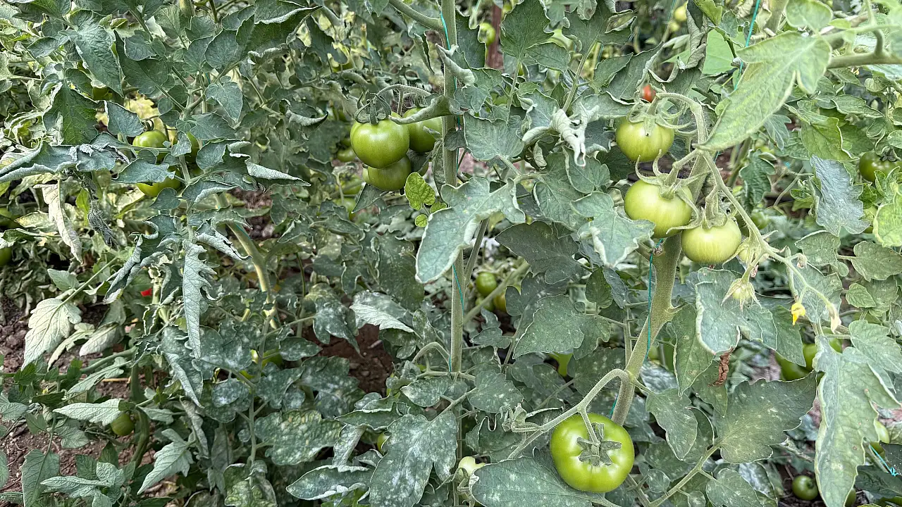 'Fethiye'de üreticilerden külleme ile mücadele seferberliği: AB Standartlarına uygun ilaçlama yapılacak'