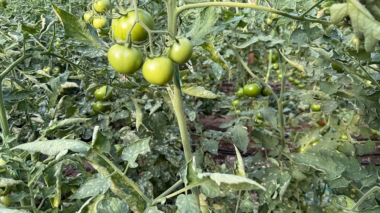'Fethiye'de üreticilerden külleme ile mücadele seferberliği: AB Standartlarına uygun ilaçlama yapılacak'