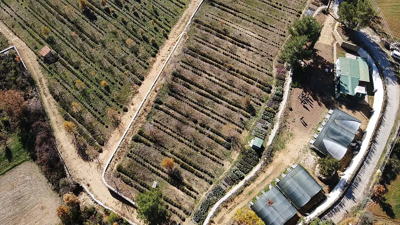 Muğla'da tıbbi ve aromatik bitkilerin üretim alanı 10 yılda 300 dekardan 6 bin dekara yükseldi