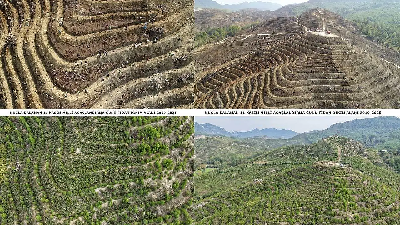 Dalaman'da 6 yıl önce dikilen fidanlar ormana dönüştü