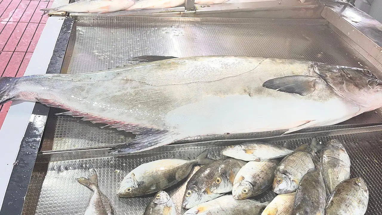 Fethiye'de 20 kiloluk Akya Fulya balığı tezgahlarda yerini aldı