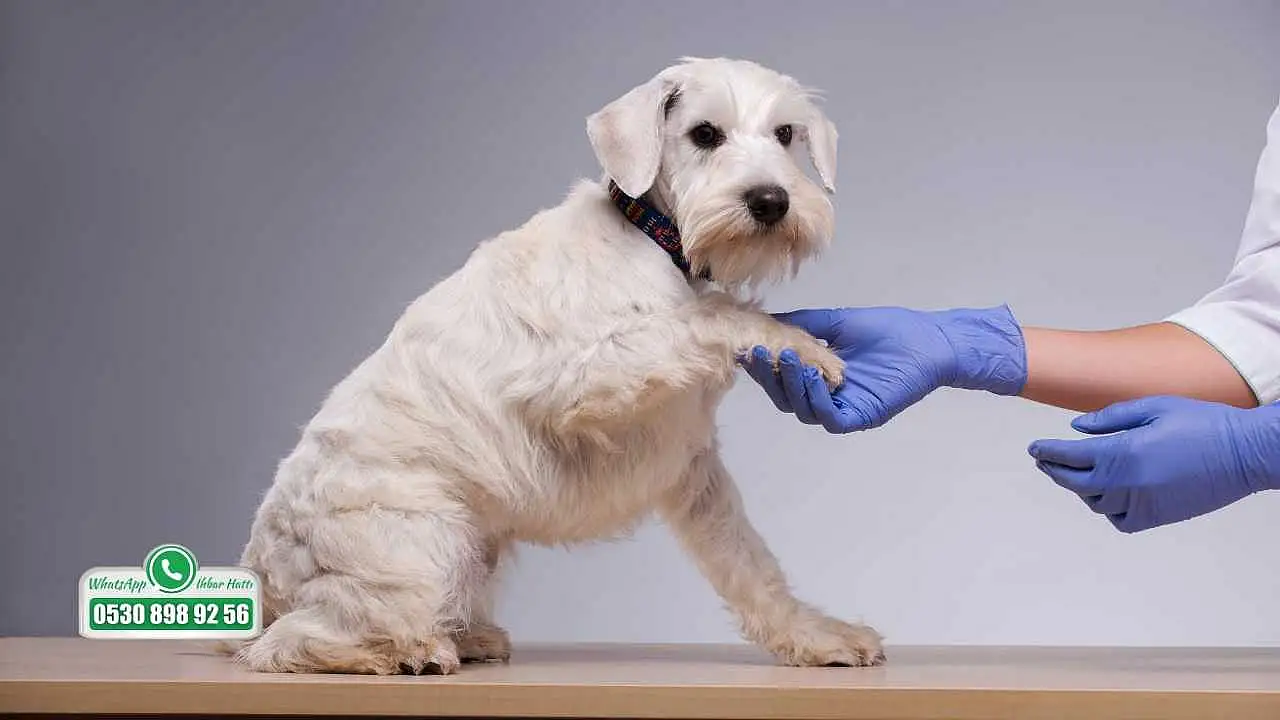 Fethiye'de veterinerlerden uyarı: Mikroçip zorunluluğunda son tarih 31 Aralık 2025