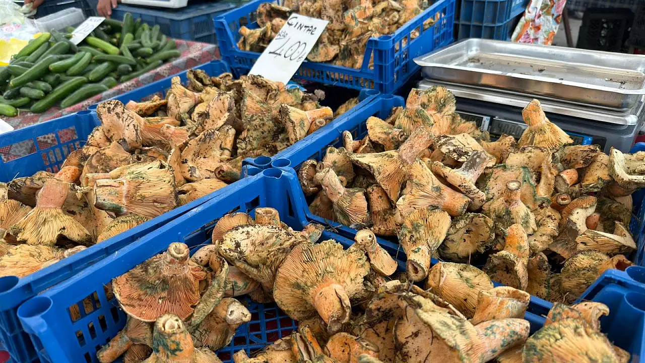 Adem Hıra: 'Çıntar yayladan sahile indi, Fethiye'de pazarlarda bol miktarda bulunuyor'