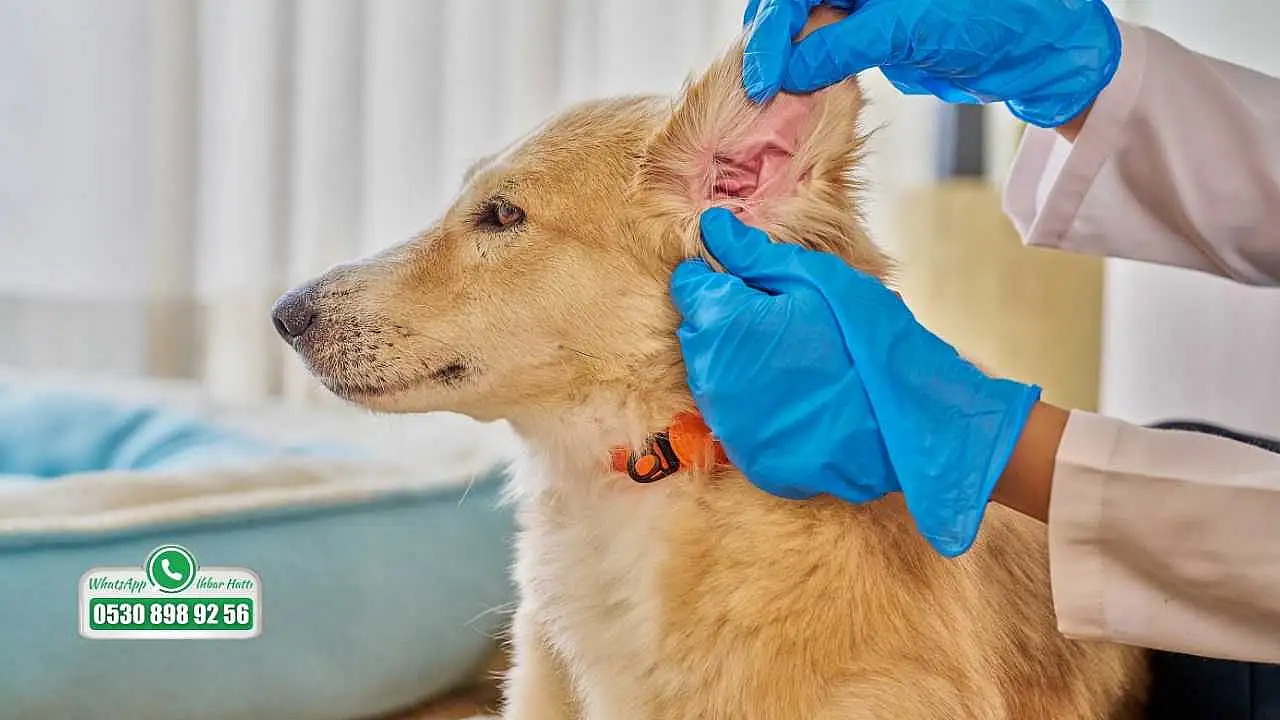 Fethiye'de veterinerlerden uyarı: Mikroçip zorunluluğunda son tarih 31 Aralık 2025