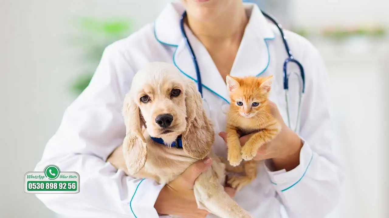 Fethiye'de veterinerlerden uyarı: Mikroçip zorunluluğunda son tarih 31 Aralık 2025