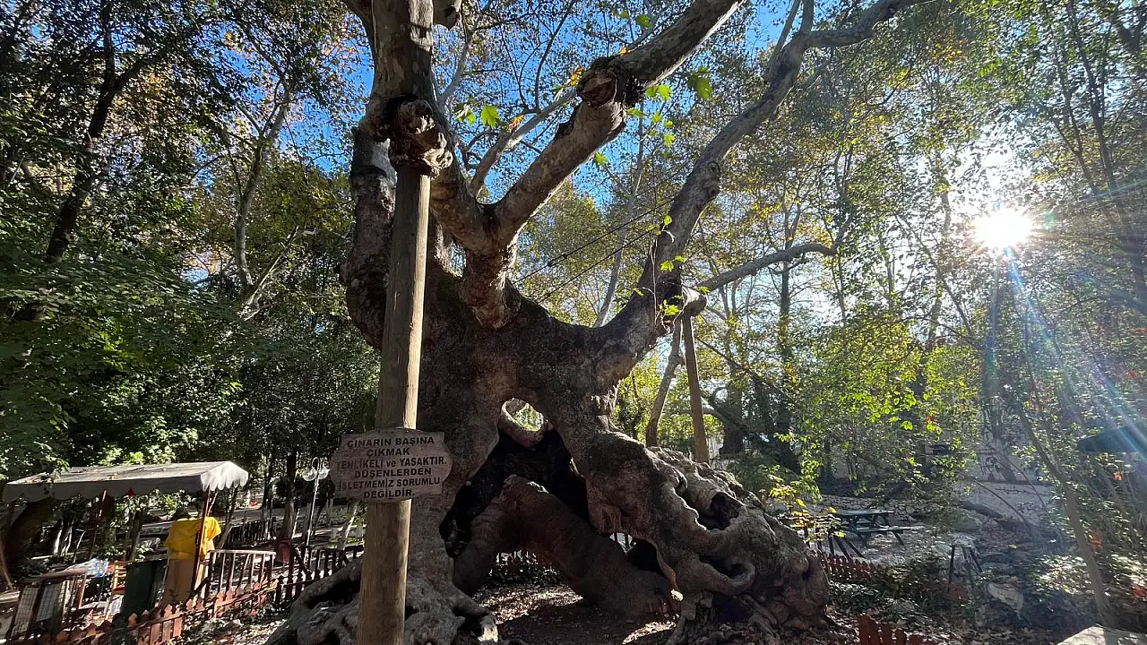 Muğla Yatağan'ın 854 Yıllık Anıt Çınarı Tarihe Tanıklık Ediyor