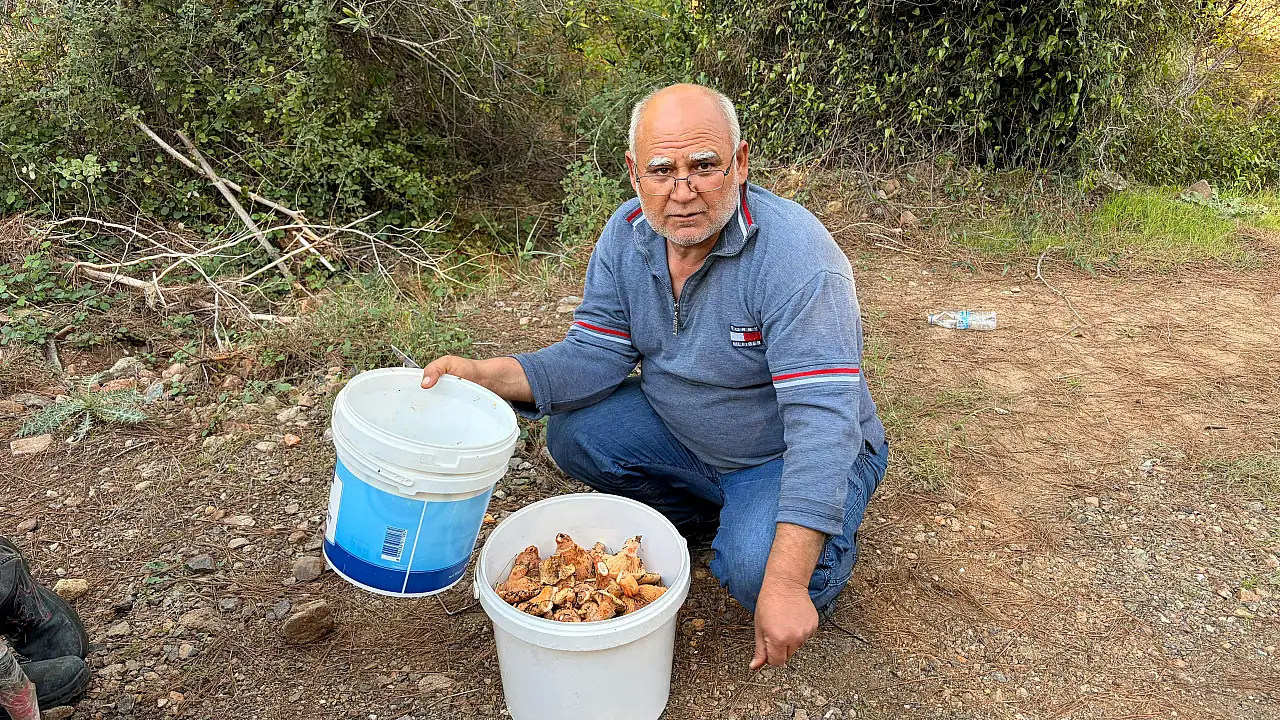 Seydikemer Çobanisa'da Çıntar Bereketi
