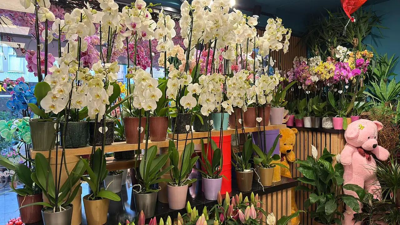 Fethiye'de Bernis Çiçekçilik Öğretmenler Günü'ne hazır