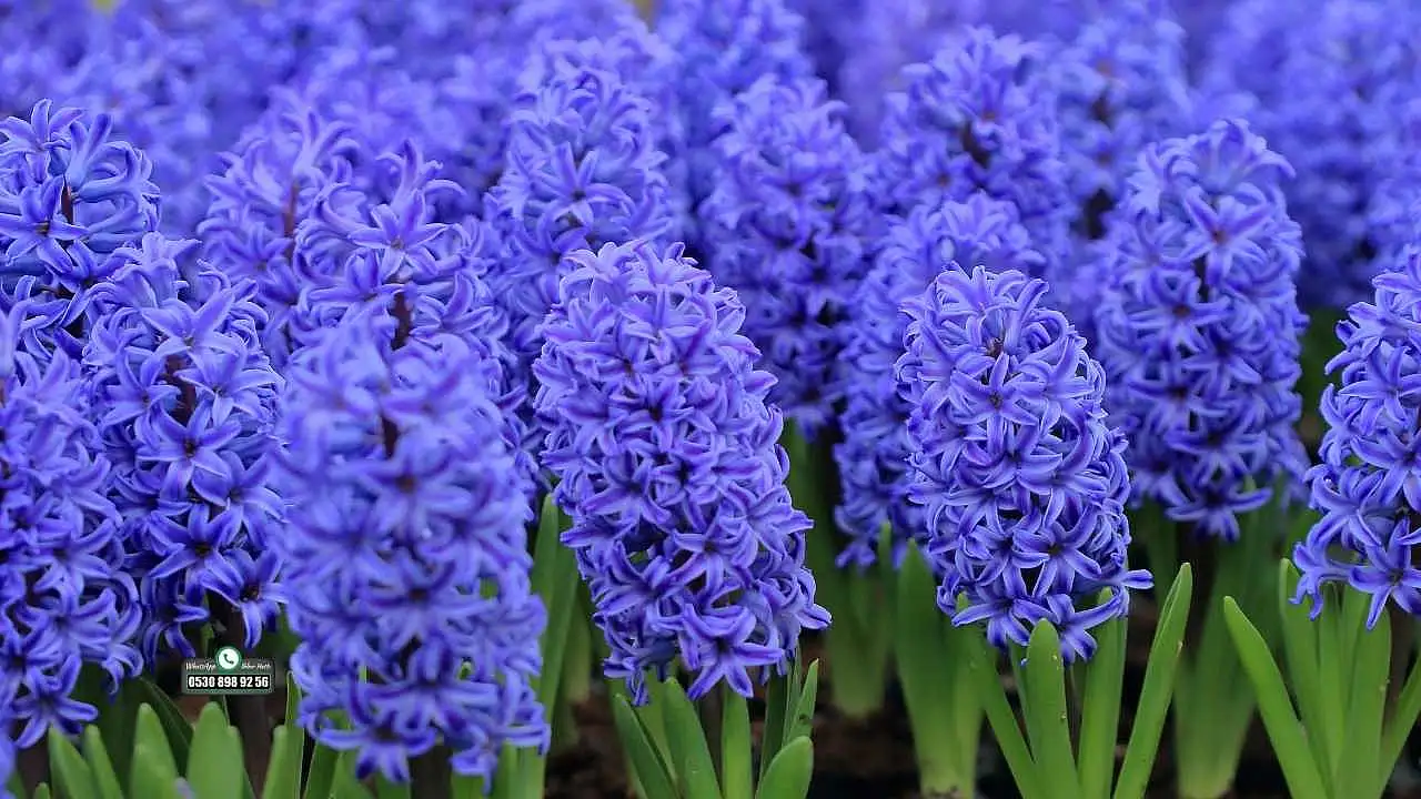 Anadolu'nun güzellik tarifleri Türk kozmetik sektörüne yeni fırsatlar sunuyor