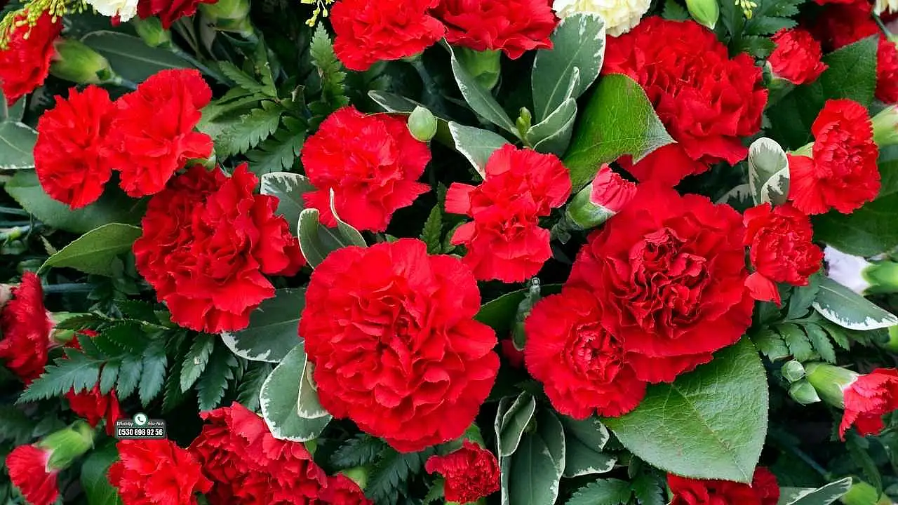 Türkiye'den yılbaşı için 12 milyon dolarlık çiçek ihracatı