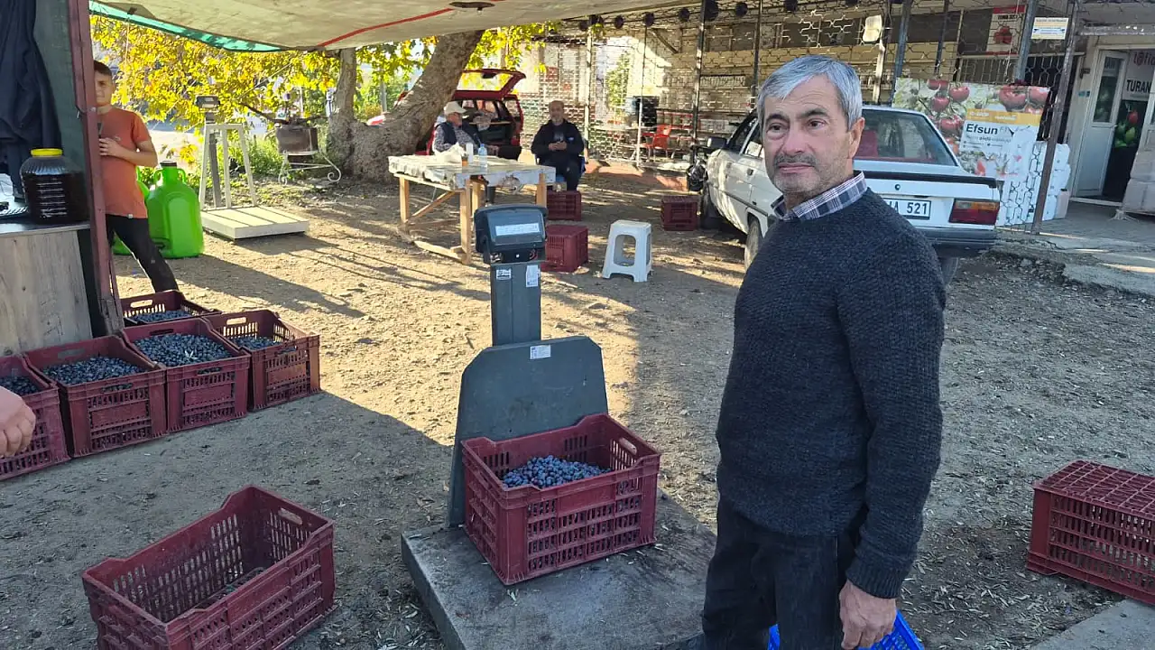 Fethiye'de zeytin alımı sezonu sona yaklaşıyor