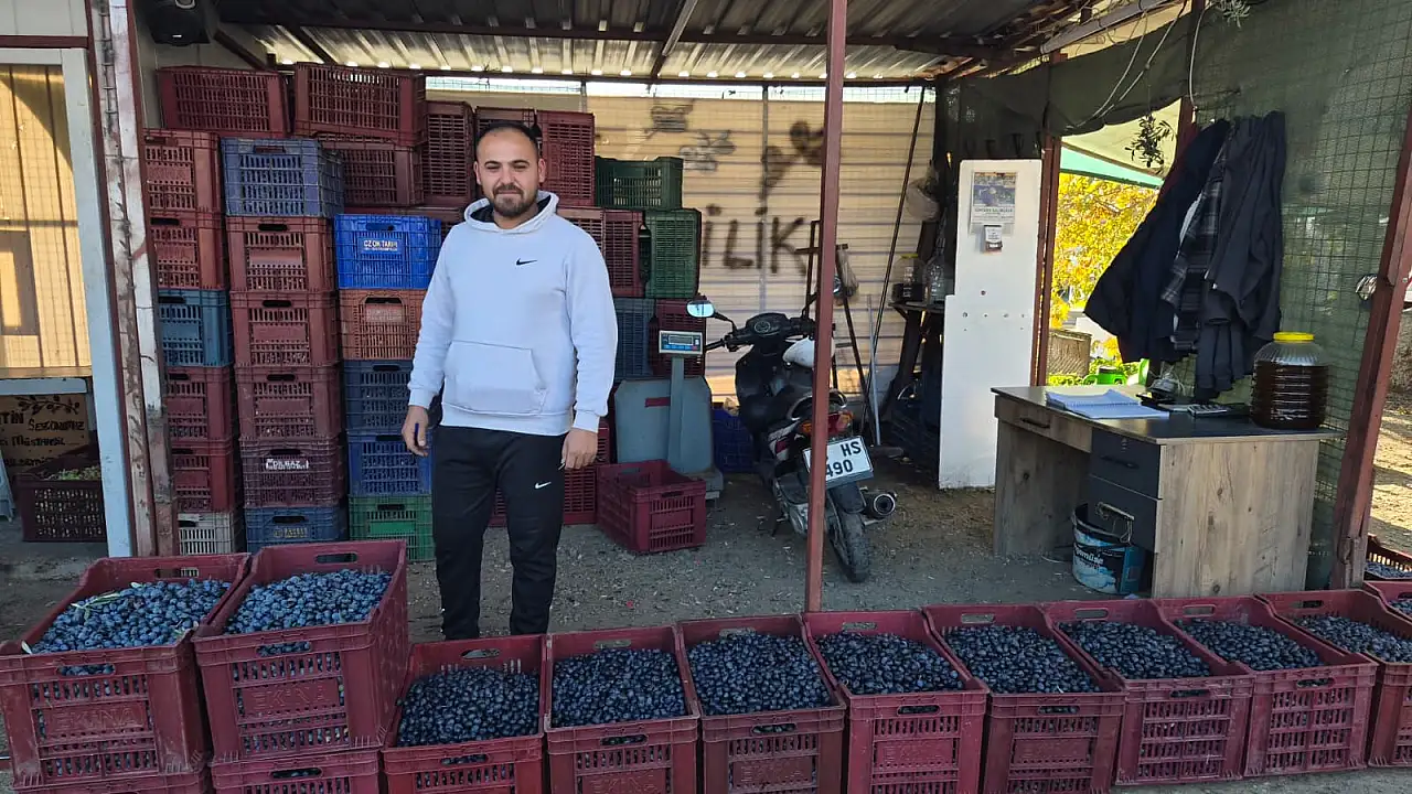 Fethiye'de zeytin alımı sezonu sona yaklaşıyor