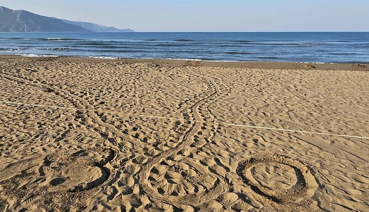Muğla'da İztuzu Plajı'ndaki caretta caretta yuvalarının sayısı 300'e ulaştı