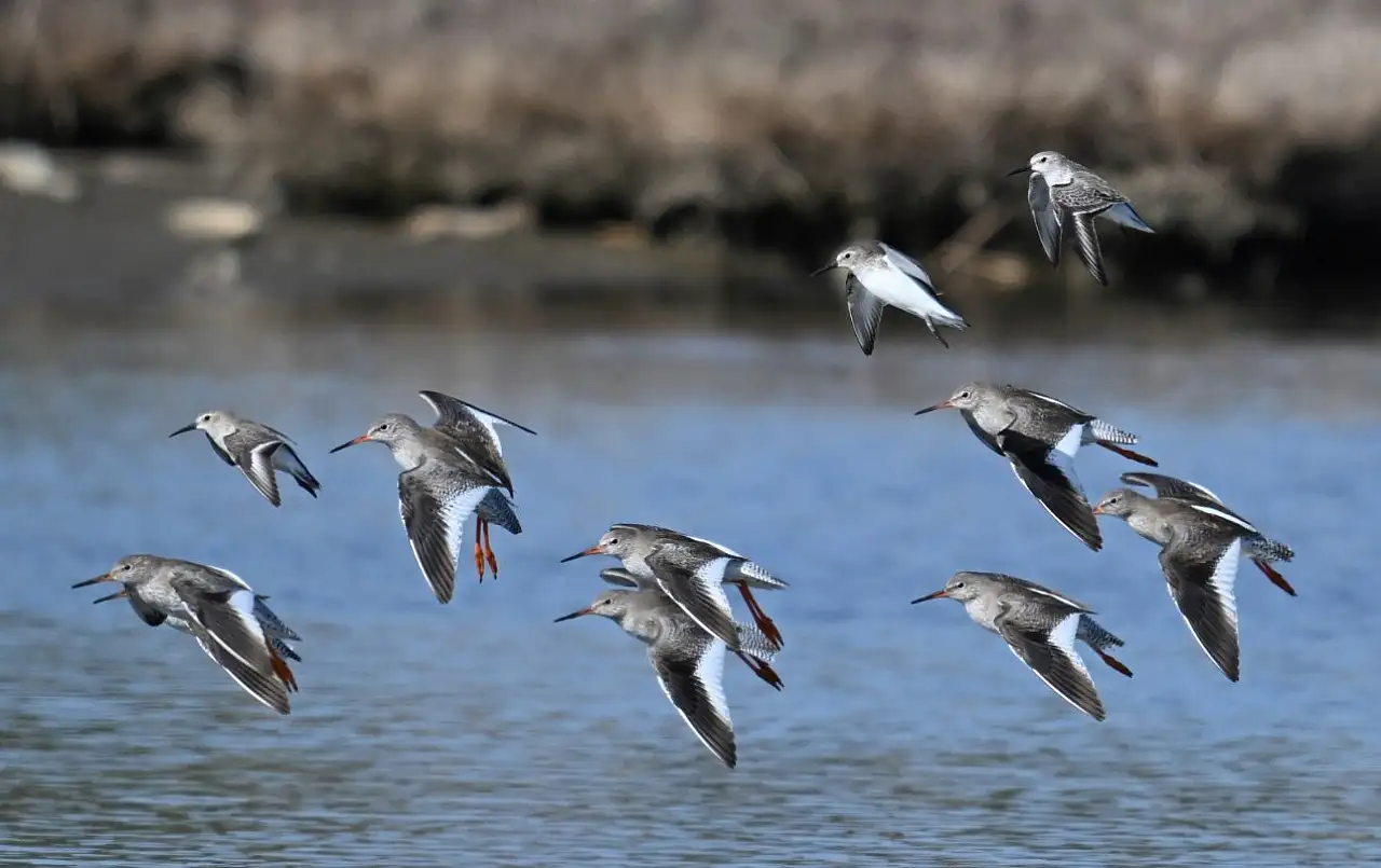 Fethiye'de Kuş Cenneti'nin sakinleri, fotoğrafçılara renkli kareler sunuyor
