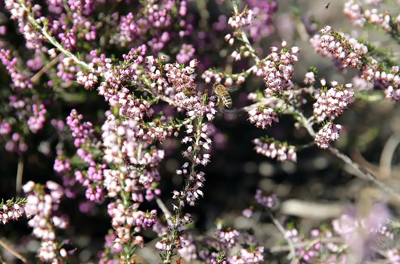 Muğla'da iklim şartlarının iyi gitmesi çam balı rekoltesini yükseltti