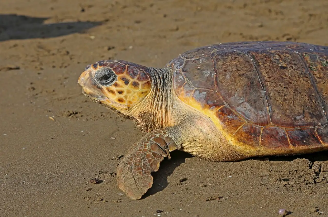 Küresel ısınma caretta caretta yavrularının cinsiyetini de etkiledi