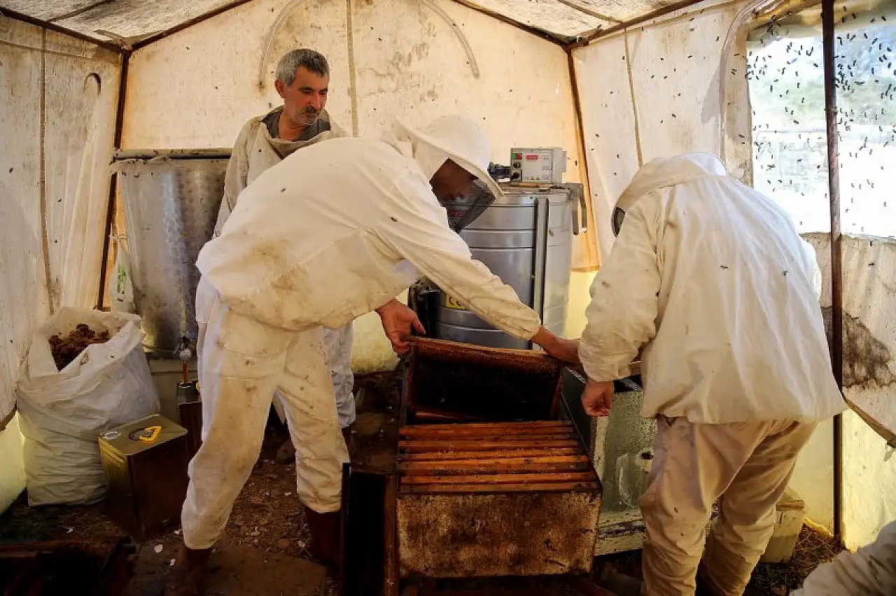 Çiçekten istediği verimi alamayan arıcıları çam balı sevindirdi