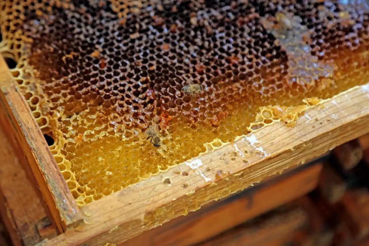 Çiçekten istediği verimi alamayan arıcıları çam balı sevindirdi