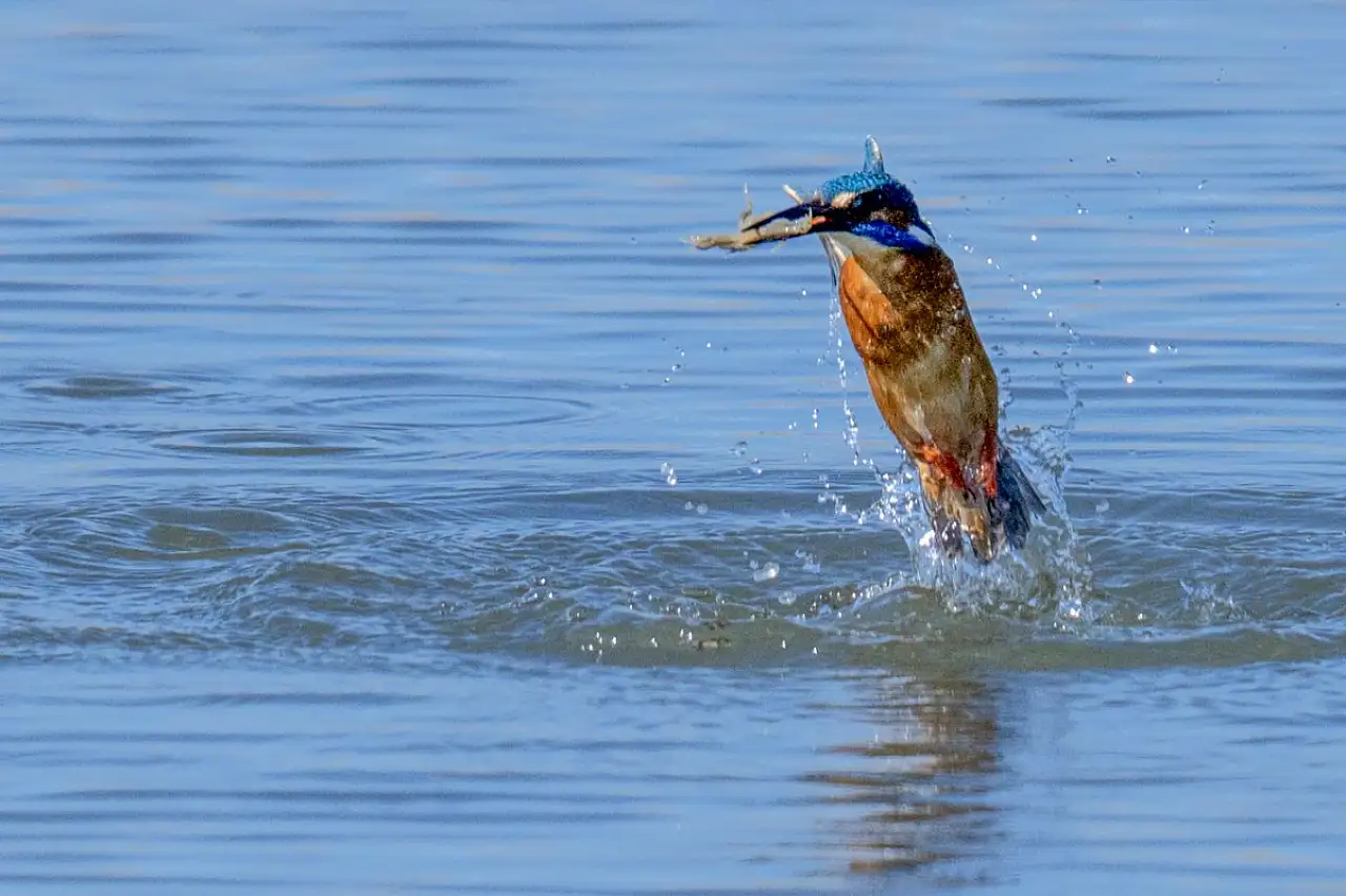 Fethiye'de Kuş Cenneti'nin sakinleri, fotoğrafçılara renkli kareler sunuyor