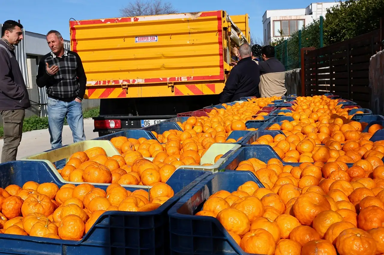 Bodrum Mandalini Türkiye'nin dört bir yanına ulaşıyor