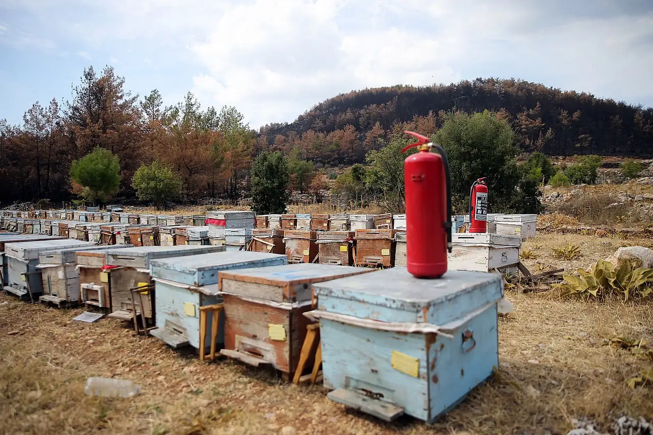 Muğla'daki orman yangınında arıcı 300 kovanını cansiparane mücadeleyle kurtarmış