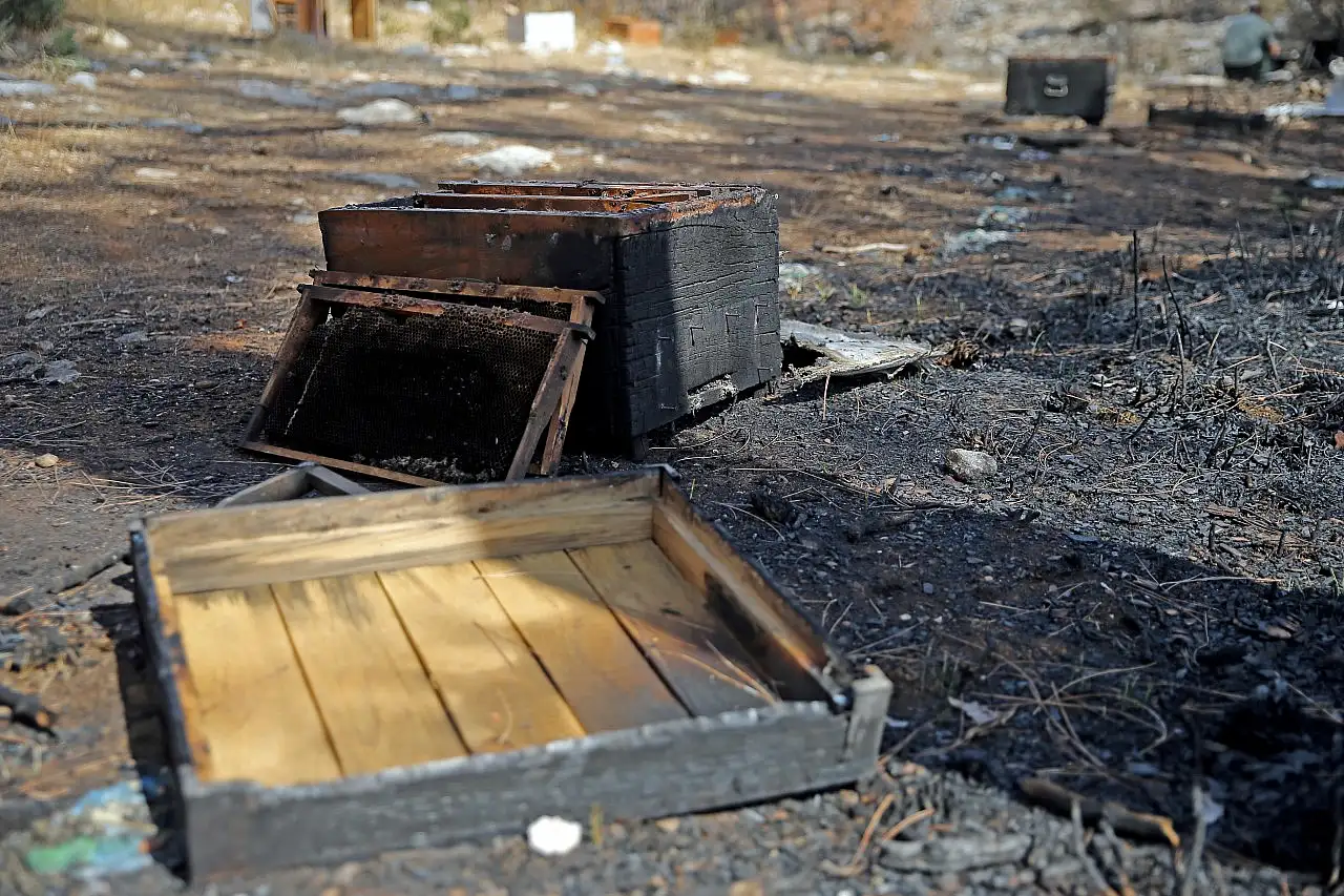 Muğla'daki orman yangınında arıcı 300 kovanını cansiparane mücadeleyle kurtarmış