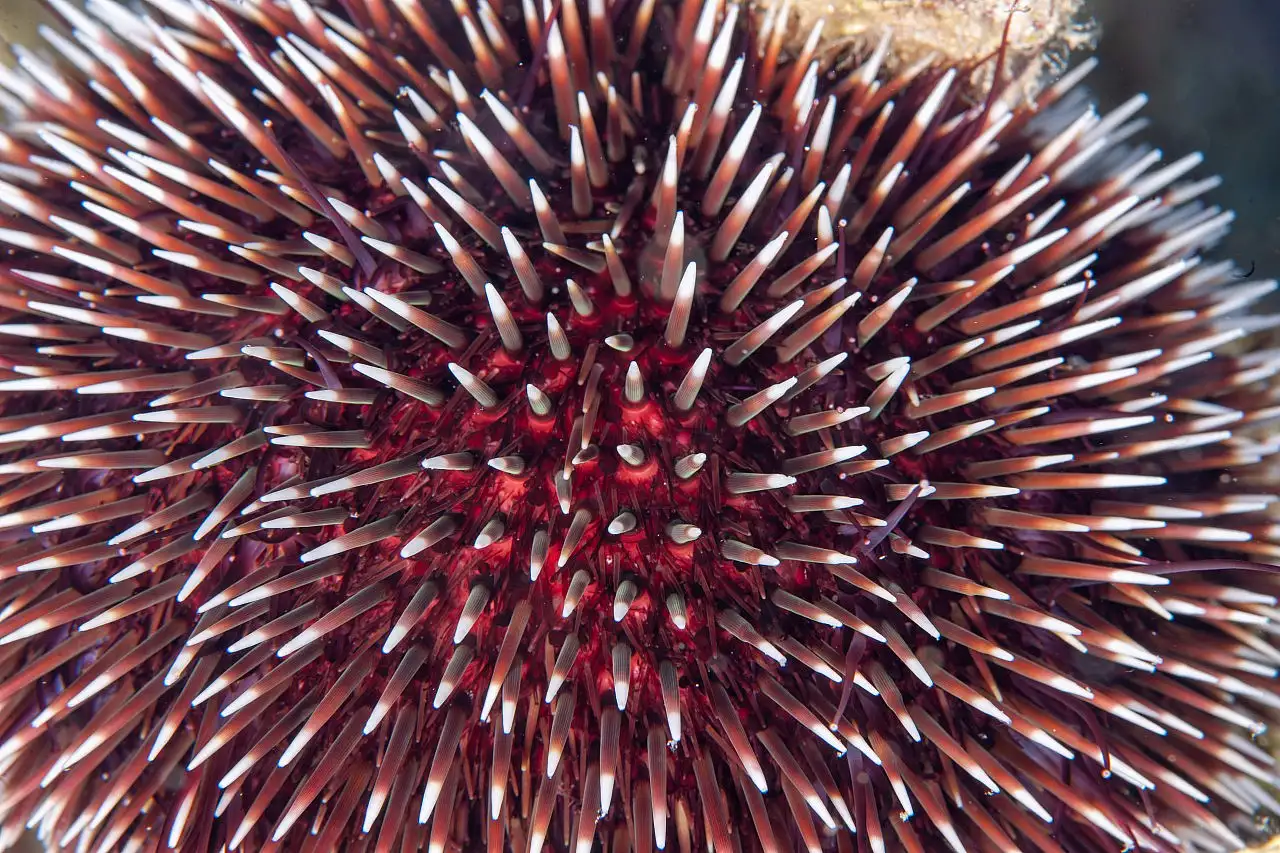 Dört mevsim dalış imkanı sunan Fethiye'nin su altı güzellikleri görüntülendi