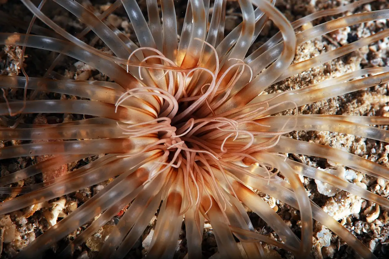 Dört mevsim dalış imkanı sunan Fethiye'nin su altı güzellikleri görüntülendi