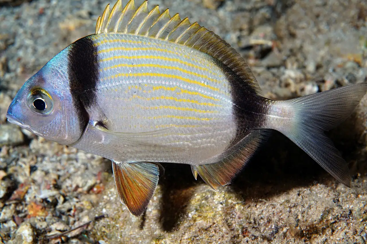 Dört mevsim dalış imkanı sunan Fethiye'nin su altı güzellikleri görüntülendi