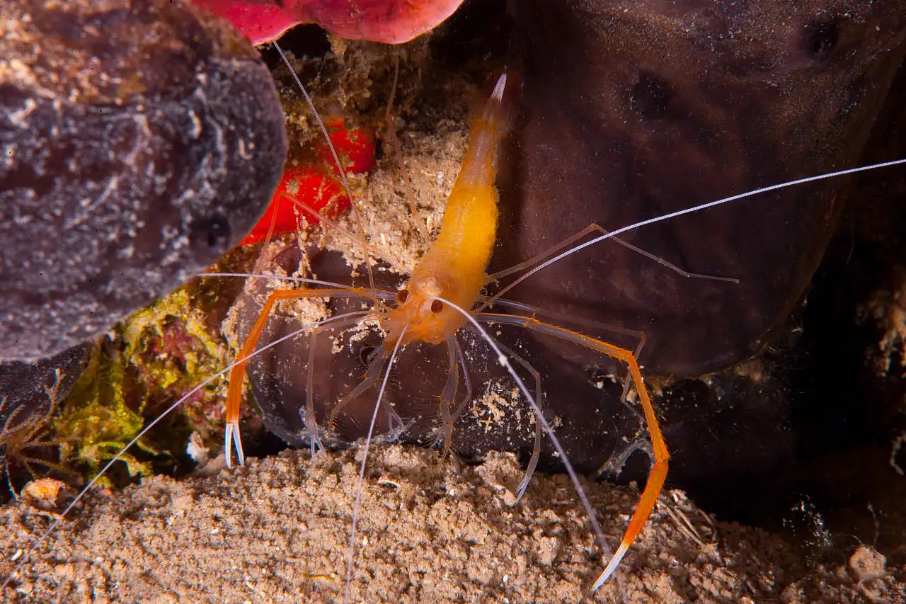 Dört mevsim dalış imkanı sunan Fethiye'nin su altı güzellikleri görüntülendi