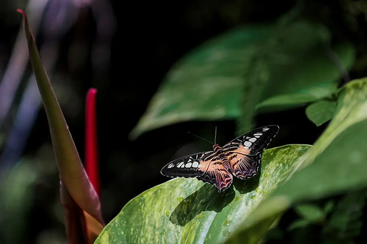 Tropikal Kelebek Bahçesi 10 yılda yaklaşık 4 milyon ziyaretçiyi ağırladı
