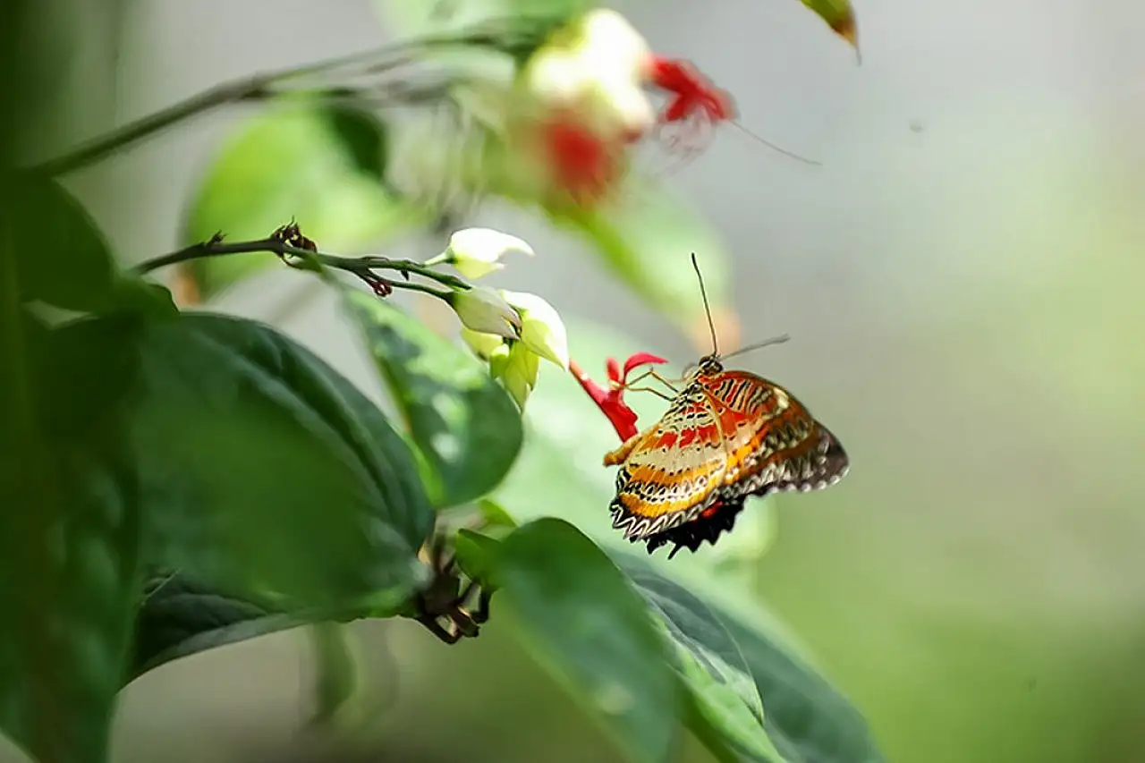 Tropikal Kelebek Bahçesi 10 yılda yaklaşık 4 milyon ziyaretçiyi ağırladı