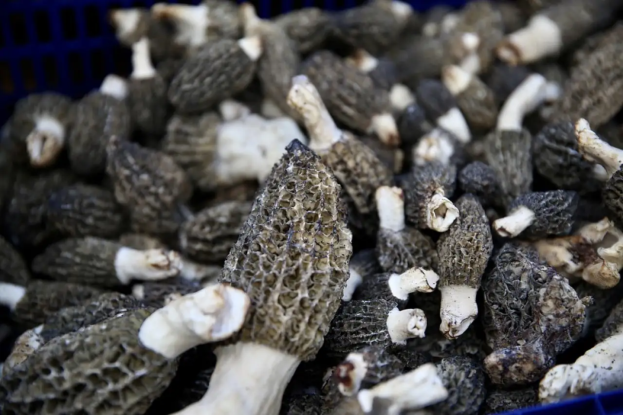 Muğla'da Kuzugöbeği Fiyatı Altınla Yarışıyor!