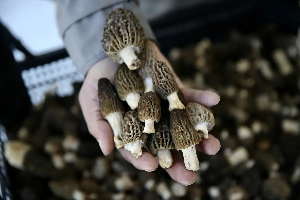 Muğla'da Kuzugöbeği Fiyatı Altınla Yarışıyor!