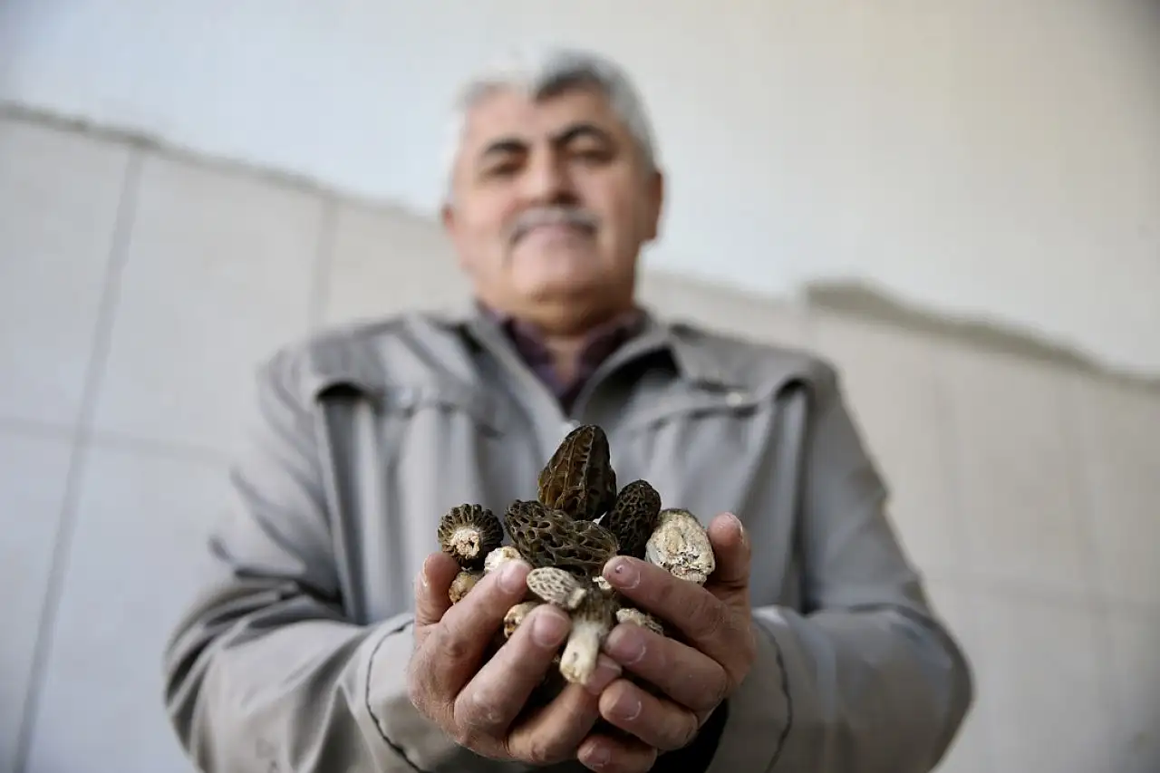 Muğla'da Kuzugöbeği Fiyatı Altınla Yarışıyor!