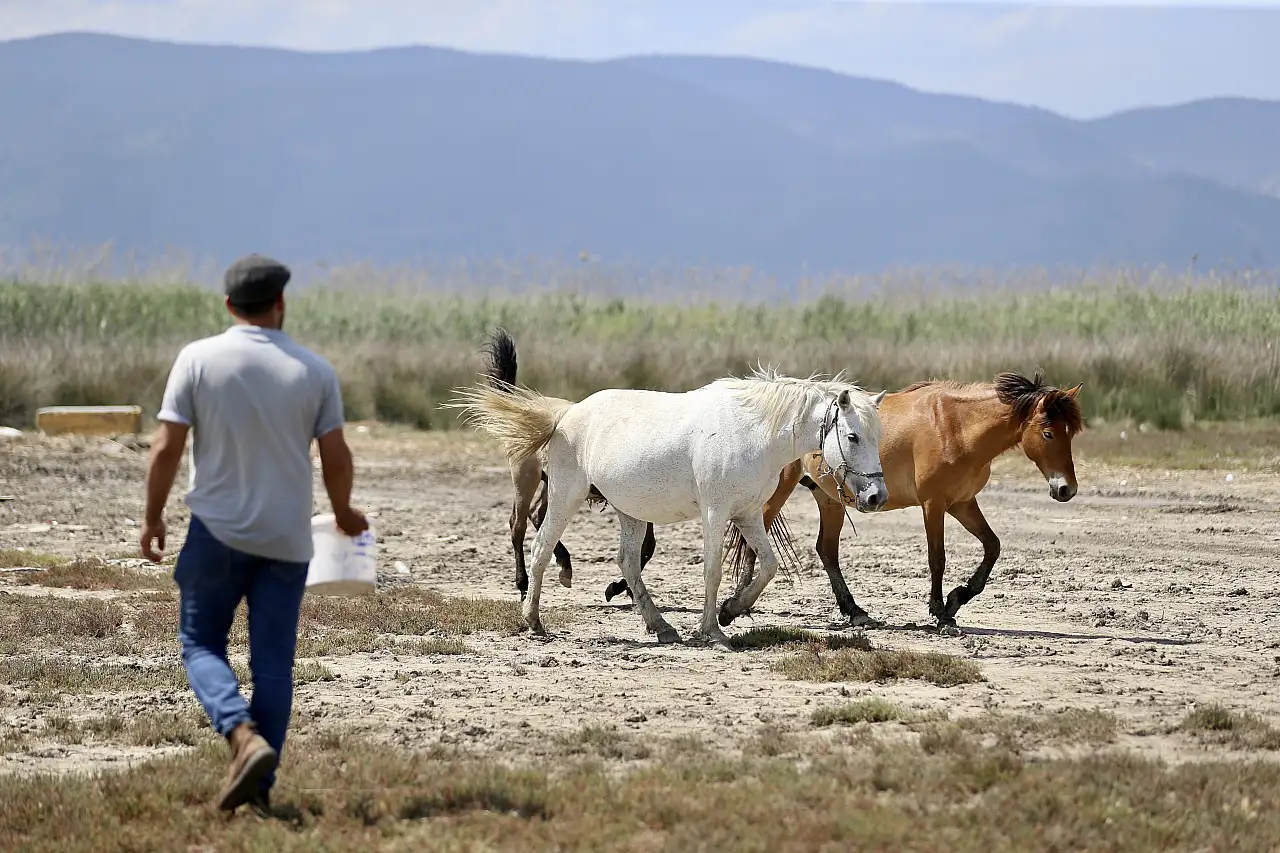Beslediği atlara nalbant bulamayan ambulans şoförü, unutulmaya yüz tutan mesleği öğrendi