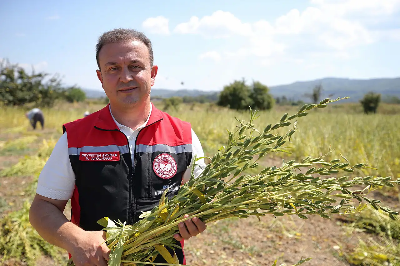 Gökova Körfezi'nin kıyılarında, aromasını 'Deli Memet' rüzgarından alan susamın üretimi arttı