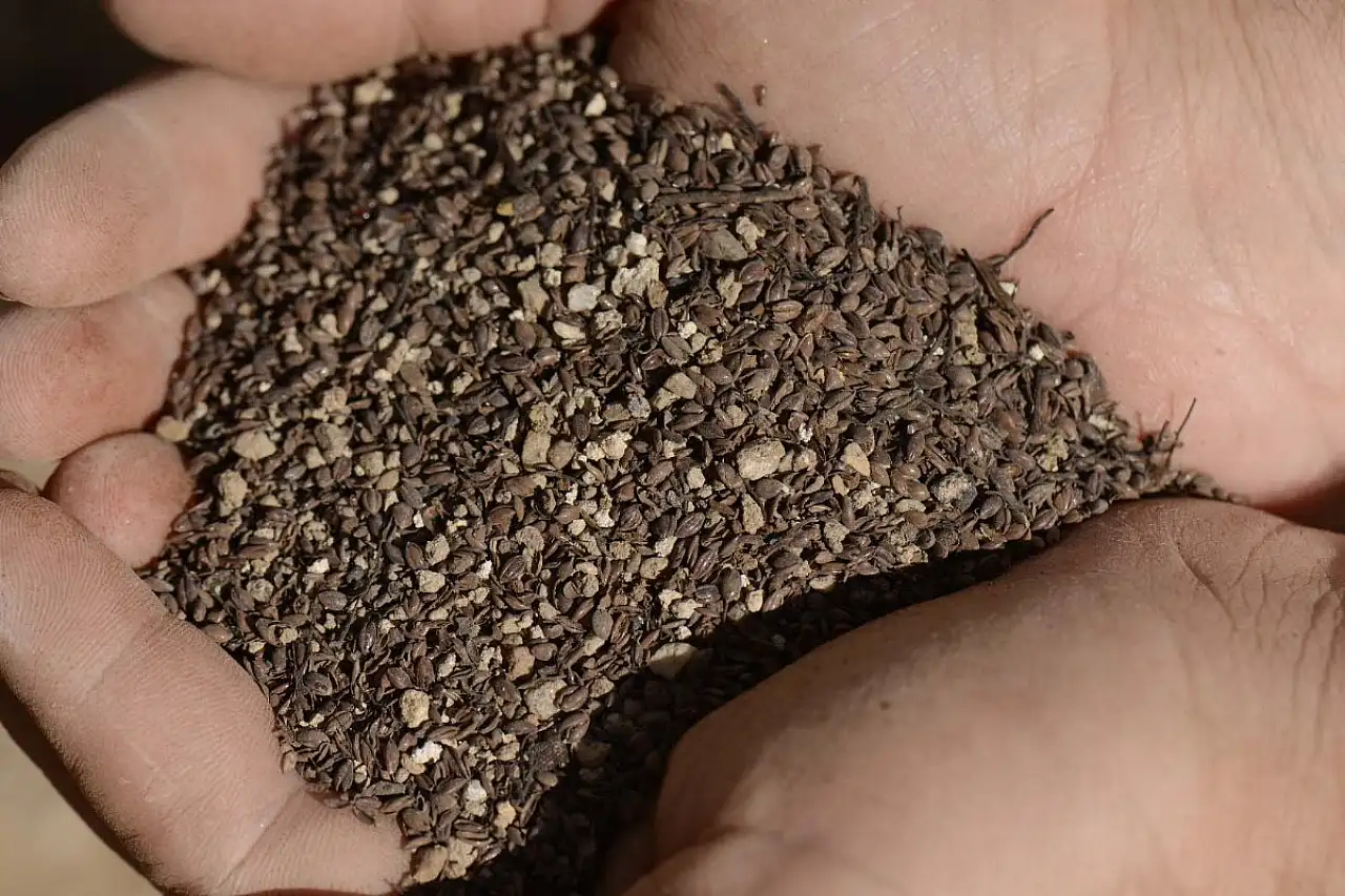 Beçin Antik Kenti'ndeki kazılarda 700 yıllık olduğu değerlendirilen darı tohumları bulundu