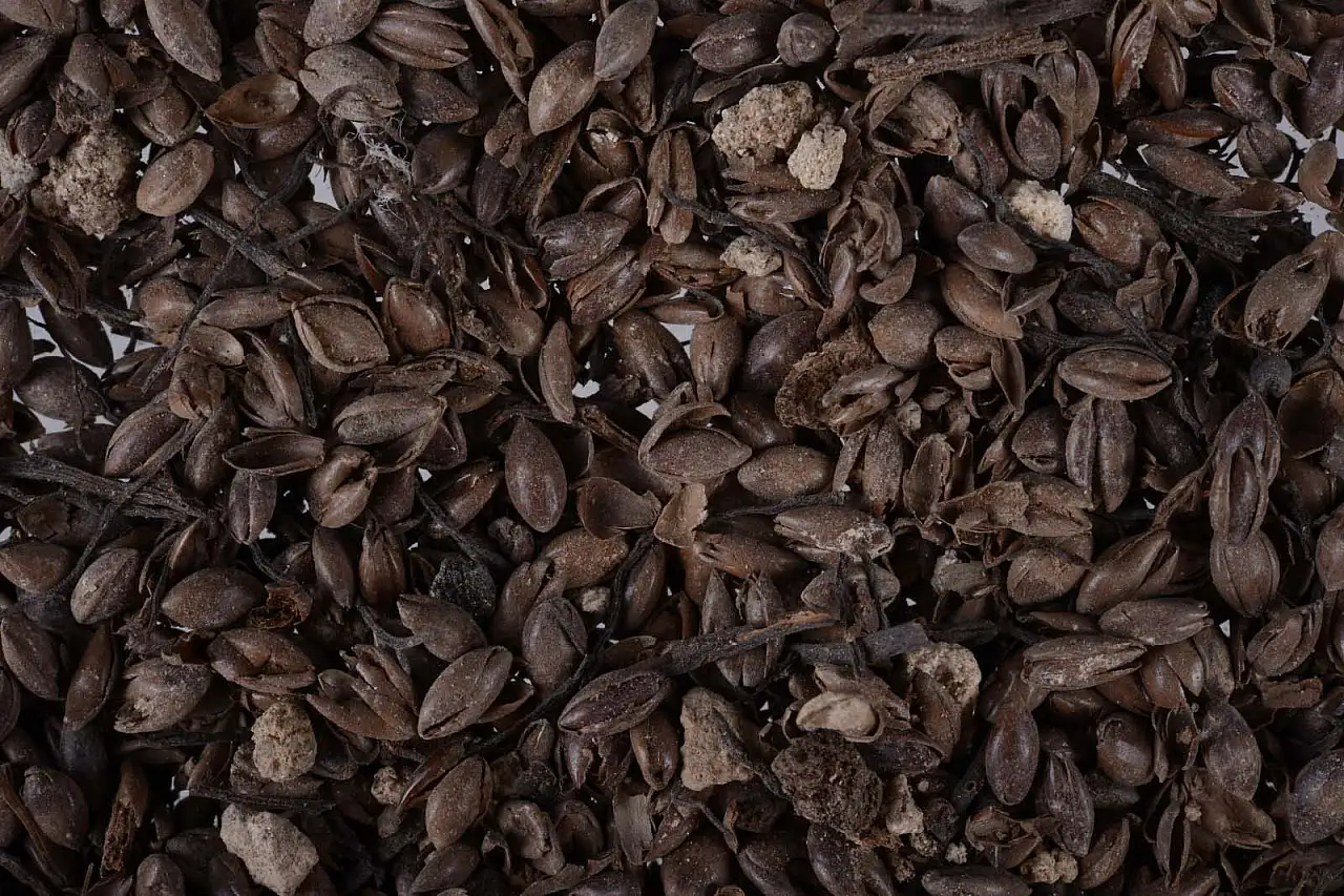 Beçin Antik Kenti'ndeki kazılarda 700 yıllık olduğu değerlendirilen darı tohumları bulundu