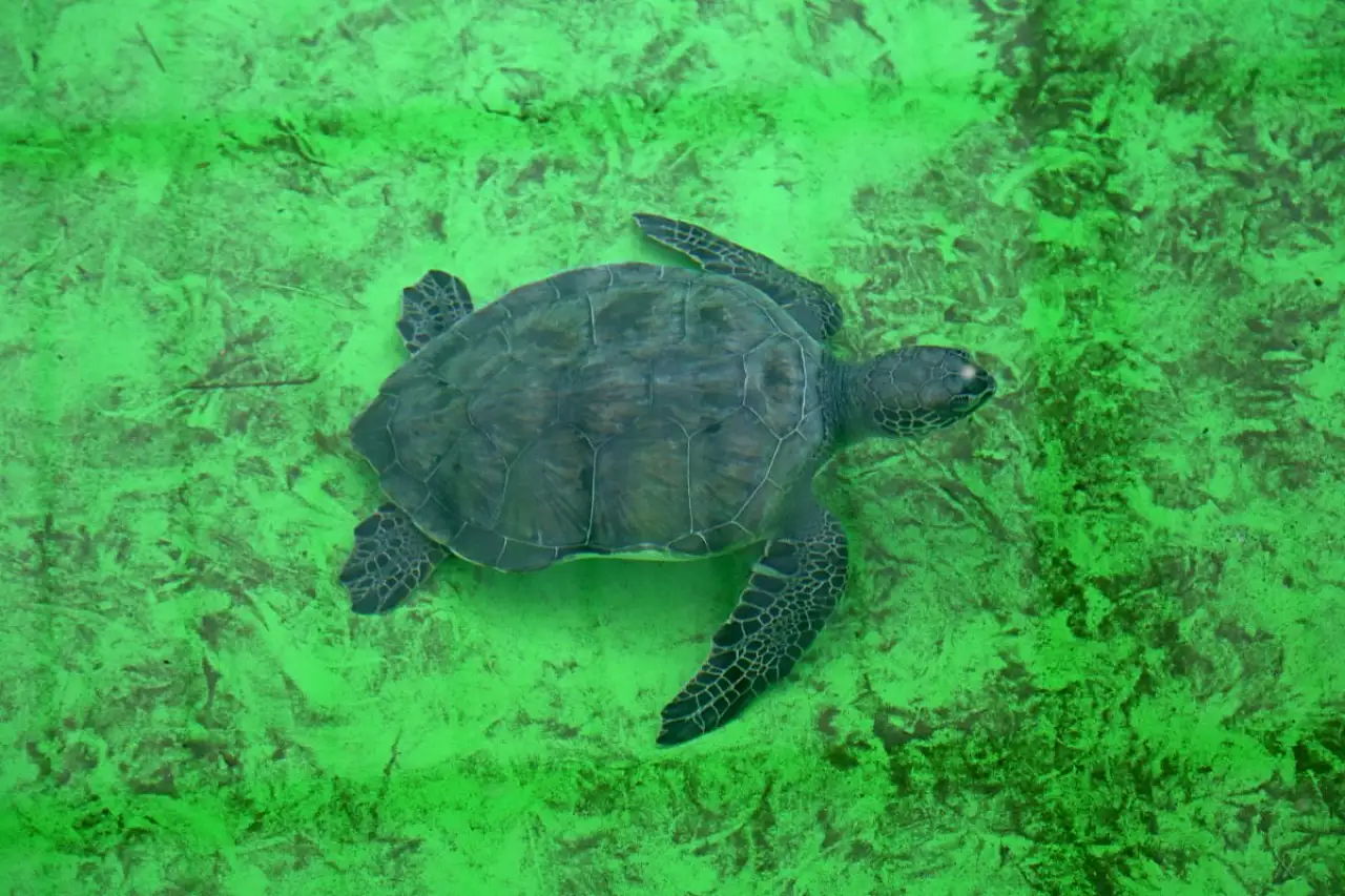 Küresel ısınma caretta caretta yavrularının cinsiyetini de etkiledi